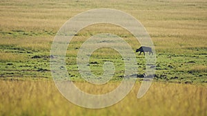 Wide angle savannah savana landscape scenery, African Wildlife in Maasai Mara National Reserve, Keny