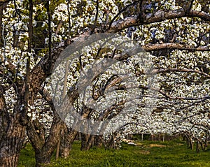 Wide angle shot of the Asian pear orchard in full blossom