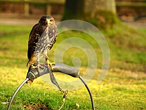 Wide angle shot of a black falcon standing on a piece of metal