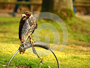 Wide angle shot of a black falcon standing on a piece of metal