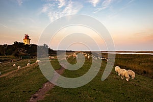 Wide angle shot of cattle browsing on the grass under a blue sky next to a tower