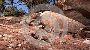 Wide angle shot of cottontail rabbit in American southwest desert