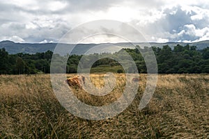 Wide angle shot of cows in the large fields and meadows of Scotland