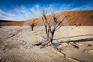 A wide angle shot of a dead tree in the dead vlei in Namibia