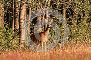 Wide angle shot of a deer standing behind aforest full of trees photo