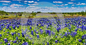 Wide Angle Shot of a Field Blanketed with the Famous Texas Bluebonnet Wildflowers