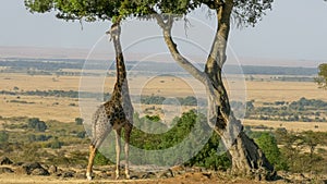 Wide angle shot of a giraffe reaching up to eat leaves in masai mara