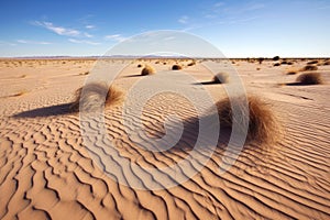 wide-angle shot of multiple tumbleweeds rolling across desert sand