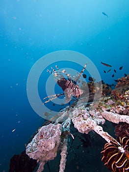 Wide angle shot of red lionfish