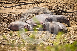 Wide angle shot of several hippos lying down on the ground in Masai Mara Safari, Kenya