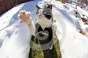 Wide angle shot of small cat catching blade of grass with paw