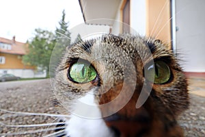 Wide-angle shot of a small cat`s face