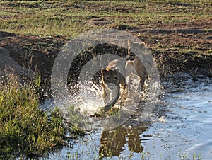 Wide angle shot of two lions running on the water