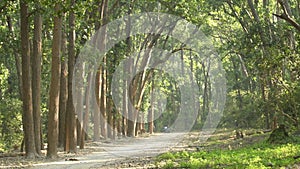 Wide angle shot or view with canopy of tall and long sal trees adjacent dhikala main road at jim corbett national park or tiger