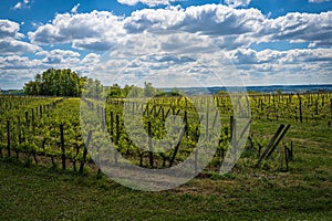 Wide-Angle Shot of Vineyard