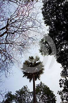 Wide-angle silhouette of trees from ground level