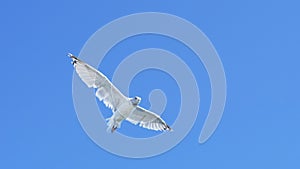 A wide angle slow motion shot of a flying seagull at portland, maine