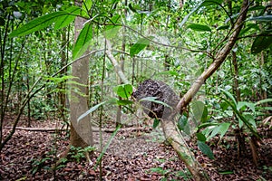 Termite mound on tree in the forest