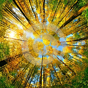 Wide angle upwards view in a forest in autumn