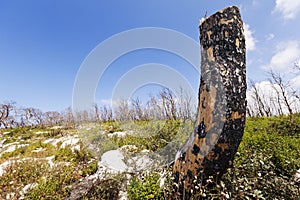 Amputated & Burnt Tree Trunk in the Wild photo