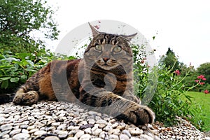 Wide angle view of an angry looking cat