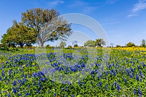 A Wide Angle View of a Beautiful Field