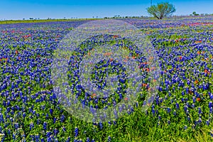 A Wide Angle View of a Beautiful Field Blanketed with the Famous Texas Bluebonnet photo