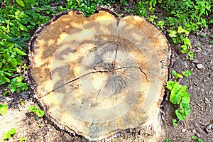 Wide angle view of big tree stump of ancient tree. Old rotten tree stump. Green grass in the background. Summer sunny day