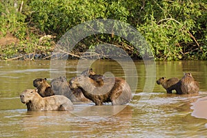 Wide Angle View of Capybara Herd on Alert in Water