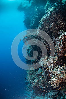 A wide angle view of a coral reef in the Red Sea with a Pipefish