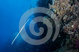 A wide angle view of a coral reef in the Red Sea with a Pipefish