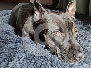 Wide angle view of dark brown Staffordshire Bull Terrier on pet bed