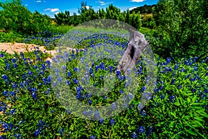 Wide Angle View of Famous Texas Bluebonnet