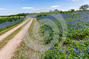 Wide Angle View of Famous Texas Bluebonnet (Lupinus texensis) Wi