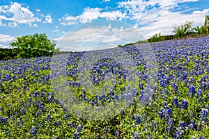 Wide Angle View of Famous Texas Bluebonnet (Lupinus texensis) Wi