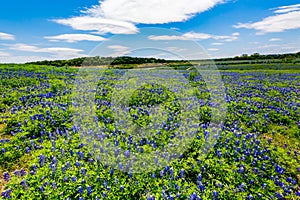 Wide Angle View of Famous Texas Bluebonnet (Lupinus texensis) Wi photo