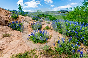 Wide Angle View of Famous Texas Bluebonnet (Lupinus texensis) Wi