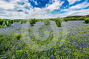 Wide Angle View of Famous Texas Bluebonnet (Lupinus texensis) Wi photo