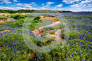 Wide Angle View of Famous Texas Bluebonnet (Lupinus texensis) Wi photo