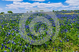 A Wide Angle View of a Field Blanketed with the Famous Texas Bluebonnet (Lupinus texensis) photo