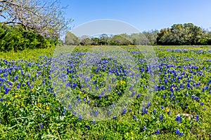 A Wide Angle View of a Field Blanketed with Primarily Texas Bluebonnets photo