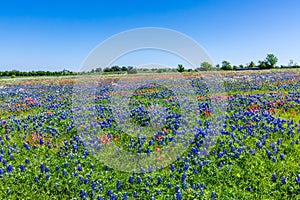 A Wide Angle View of a Field Blanketed with Texas Bluebonnets photo
