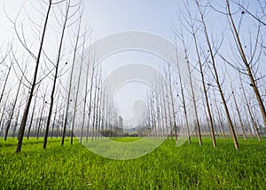 Wide-angle view of a green sheet field