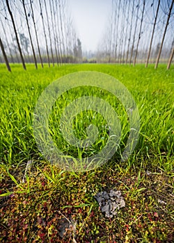 Wide-angle view of a green wheet field