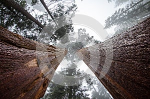 Wide angle view looking up at giant Sequoia trees in Sequoia National Park