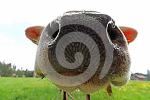 Wide angle view from the nose of a cow