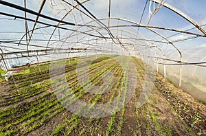 Wide angle view of organic vegetable greenhouse plantation