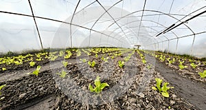 Wide angle view of organic vegetable greenhouse plantation, selective focus