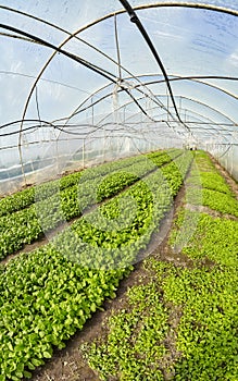 Wide angle view of organic vegetable greenhouse plantation, selective focus