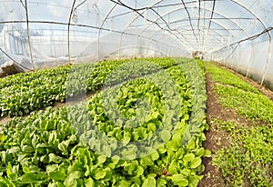 Wide angle view of organic vegetable greenhouse plantation, selective focus